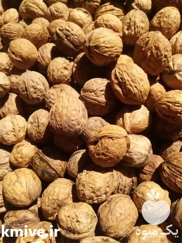 گردو خرید از باغ دار در مشهد در گروه خرید و فروش گردو در یکمیوه -عکس1