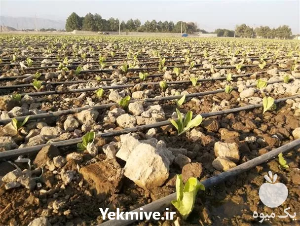 خدمات باغبانی در گروه هرس کاری در یکمیوه -عکس1