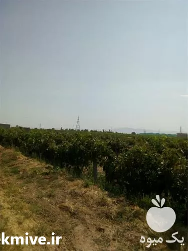 فروش تولید پایه بتنی انگور در قزوین در گروه خرید و فروش فنس در یکمیوه -عکس1