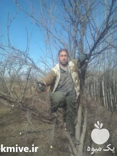 هرس کاری درختان میوه در ارومیه در گروه هرس کاری در یکمیوه -عکس1