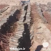 فروش عمده نهال گلدانی پسته در کرمان  در گروه خرید و فروش نهال در یکمیوه