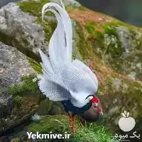 فروش پرورش قرقاول های مختلف در اردبیل در گروه خرید و فروش انواع پرنده در یکمیوه