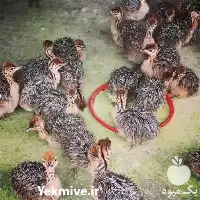 فروش جوجه شترمرغ ده روزه در گروه مرغ و خروس و بوقلمون و اردک قو قاز در یکمیوه