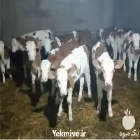 فروش گوساله با قیمت مناسب کیفیت در گرگان در گروه گاو و گوسفند و میش و بز کهره گوساله در یکمیوه