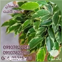 فروش عمده گیاه بنجامین در تهران در گروه خرید و فروش گیاهان زینتی در یکمیوه