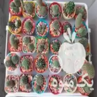 قیمت خرید گلدان های کاکتوس در گروه خرید و فروش گیاهان زینتی در یکمیوه