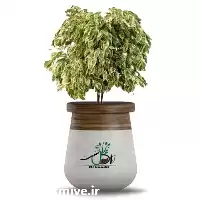 قیمت خرید عمده گیاه بنجامین در تبریز در گروه خرید و فروش گیاهان زینتی در یکمیوه