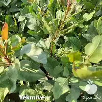 قیمت خرید نهال پسته در قم در گروه خرید و فروش نهال پسته در یکمیوه