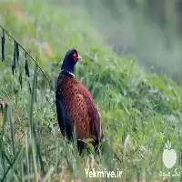 فروش قرقاول بالغ جوجه در انواع در گروه خرید و فروش انواع پرنده در یکمیوه