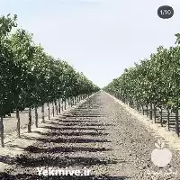 قیمت خرید نهال در اصفهان در گروه خرید و فروش نهال پسته در یکمیوه