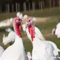 قیمت خرید جوجه یک ماهه بوقلمون در ارومیه در گروه مرغ و خروس و بوقلمون و اردک قو قاز در یکمیوه