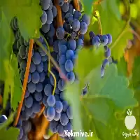 قیمت خرید نهال انگور با بهترین در شیراز در گروه خرید و فروش نهال انگور در یکمیوه