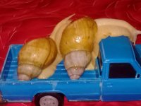 حلزون خوش خوراک البینو گوشت سفید در گروه انواع محصولات شیلات در یکمیوه