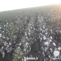 فروش پنبه از مزارع کشاورزی در اردبیل در گروه خرید و فروش گیاهان صنعتی در یکمیوه