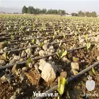 خدمات باغبانی در گروه هرس کاری در یکمیوه