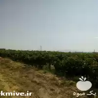 فروش تولید پایه بتنی انگور در قزوین در گروه خرید و فروش فنس در یکمیوه