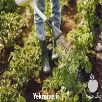 باغبانی درخت کاری چمن زنی کود در گروه خدمات باغبانی در یکمیوه
