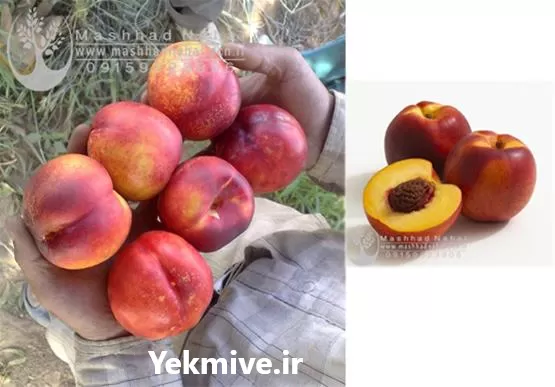 قیمت خرید نهال شلیل کیوتا در مشهد در گروه خرید و فروش نهال میوه در یکمیوه -عکس1