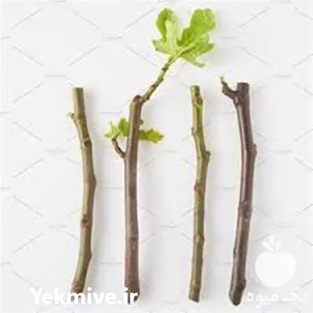 قیمت خرید ویژه هورمون ریشه زای در مشهد در گروه خرید و فروش انواع کود کشاورزی در یکمیوه -عکس1