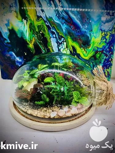 فروش ارائه کمترین قیمت تراریوم شیشه در گروه خرید و فروش گیاهان زینتی در یکمیوه -عکس1