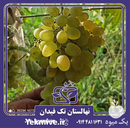فروش خرید قیمت نهال انگور خلیلی در ارومیه در گروه خرید و فروش نهال انگور در یکمیوه -عکس1