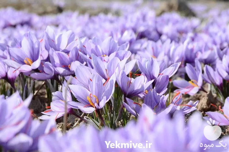 فروش آموزش جامع کاشت زعفران در کرج در گروه دوره آموزش کشاورزی در یکمیوه -عکس1