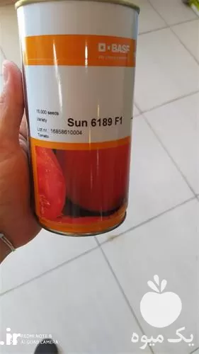 فروش بذر گوجه فرنگی سانسید در شیراز در گروه خرید و فروش بذر گوجه در یکمیوه -عکس1