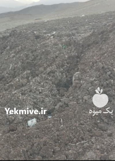 فروش ویژه کود مرغی قفسی در کاشان در گروه خرید و فروش کود مرغی در یکمیوه -عکس2