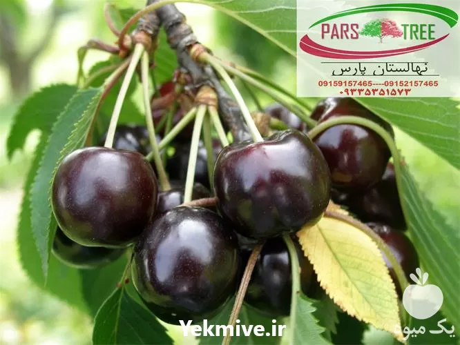 قیمت نهال گیلاس تک دانه در گروه خرید و فروش نهال در یکمیوه -عکس1