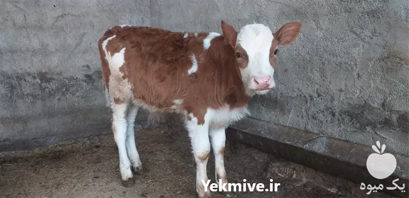 قیمت خرید دام زنده در گرگان در گروه گاو و گوسفند و میش و بز کهره گوساله در یکمیوه -عکس1