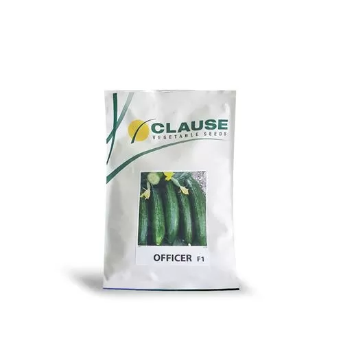 قیمت خرید بذر خیار اورکا کلوز در تهران در گروه خرید و فروش بذر خیار در یکمیوه -عکس1