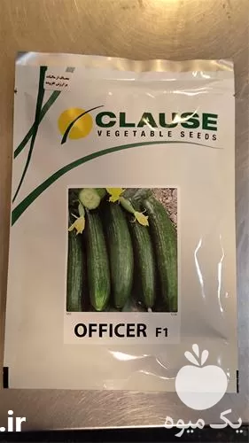 قیمت خرید بذر خیار آفیسر در تهران در گروه خرید و فروش بذر خیار در یکمیوه -عکس1