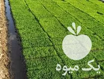 فروش بانک نشا مدانلو در گروه خرید و فروش نشا در یکمیوه -عکس1