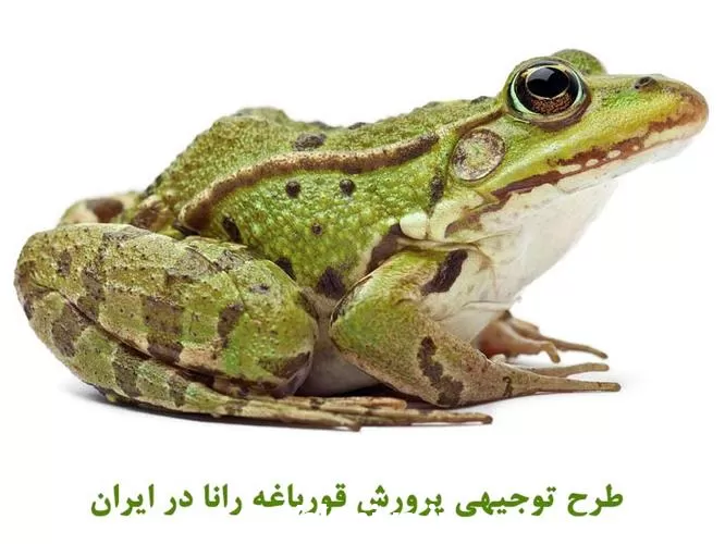 آموزش پرورش قورباغه در کرج در گروه دوره آموزش کشاورزی در یکمیوه -عکس1