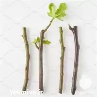 قیمت خرید ویژه هورمون ریشه زای در مشهد در گروه خرید و فروش انواع کود کشاورزی در یکمیوه