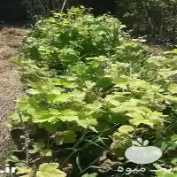 بوته انگور واریته لعل شاهرود صادراتی در ساری در گروه خرید و فروش نهال انگور در یکمیوه