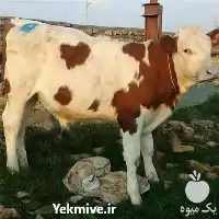 فروش گوساله سیمینتال نر ماده قیمت در شیراز در گروه گاو و گوسفند و میش و بز کهره گوساله در یکمیوه