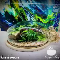 فروش ارائه کمترین قیمت تراریوم شیشه در گروه خرید و فروش گیاهان زینتی در یکمیوه