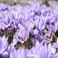 فروش آموزش جامع کاشت زعفران در کرج در گروه دوره آموزش کشاورزی در یکمیوه