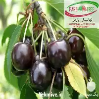 قیمت نهال گیلاس تک دانه در گروه خرید و فروش نهال در یکمیوه