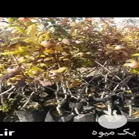 فروش درخت کندس ازگیل جنگلی ریشه در ساری در گروه خرید و فروش نهالستان در یکمیوه