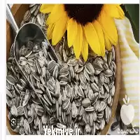 فروش انواع بذر تخم آفتابگردان در ارومیه در گروه خرید و فروش انواع تخمه در یکمیوه