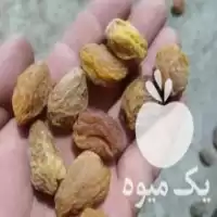 خرید فروش انواع خشکبار آلوچه ریز در مرند در گروه انواع خشکبار در یکمیوه