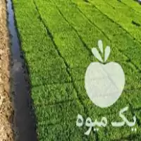 فروش بانک نشا مدانلو در گروه خرید و فروش نشا در یکمیوه