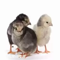 فروش جوجه یک روزه مرغ بومی در ارومیه در گروه مرغ و خروس و بوقلمون و اردک قو قاز در یکمیوه