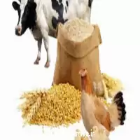 فروش تولید مکمل غذایی دامی در تهران در گروه دارو و داروخانه در یکمیوه