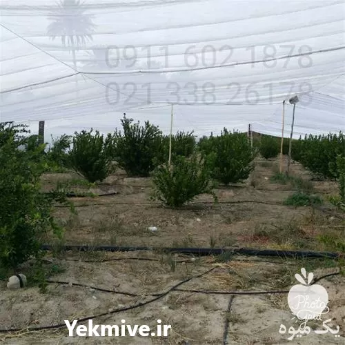 قیمت خرید توری ضد سرما درختان در تهران در گروه خرید و فروش توری گلخانه در یکمیوه -عکس1