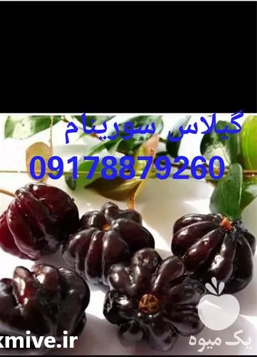 فروش نهال گیلاس سورینام در شیراز در گروه خرید و فروش نهال میوه در یکمیوه -عکس1