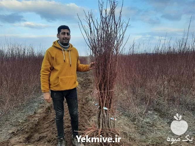 خرید قیمت نهال بادام در نهالستان در ارومیه در گروه خرید و فروش نهال بادام در یکمیوه -عکس1