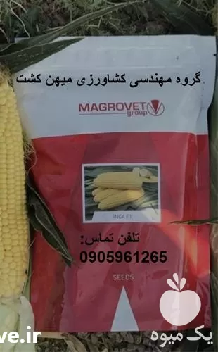بذر ذرت شیرین اینکا F 1 در کرمان  در گروه خرید و فروش بذر ذرت در یکمیوه -عکس1